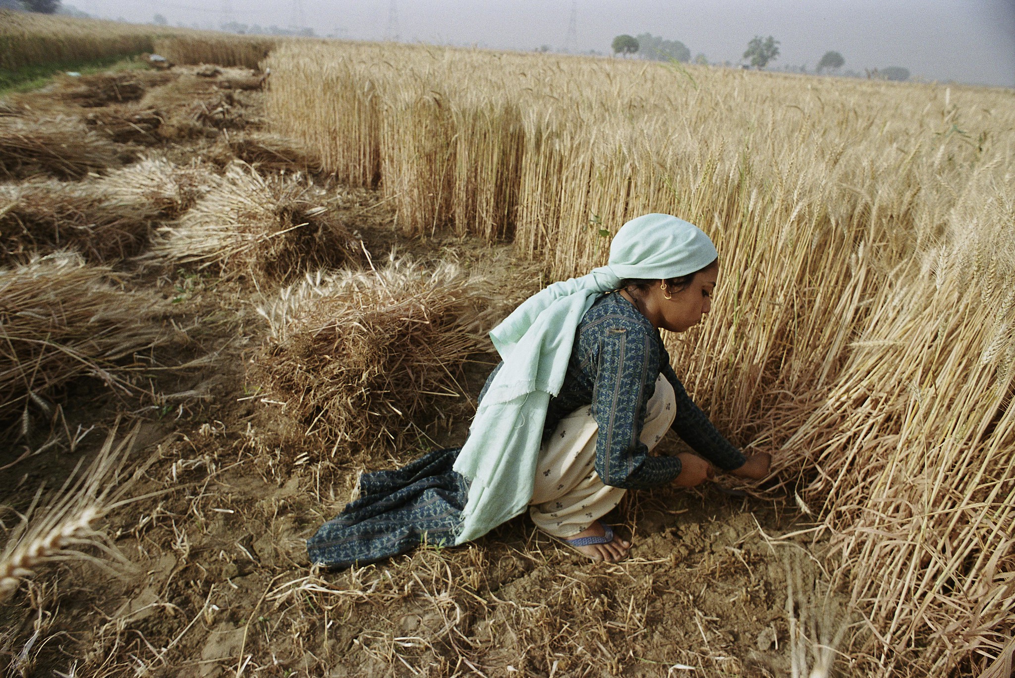 The rise of algorithmic agriculture? AI steps in